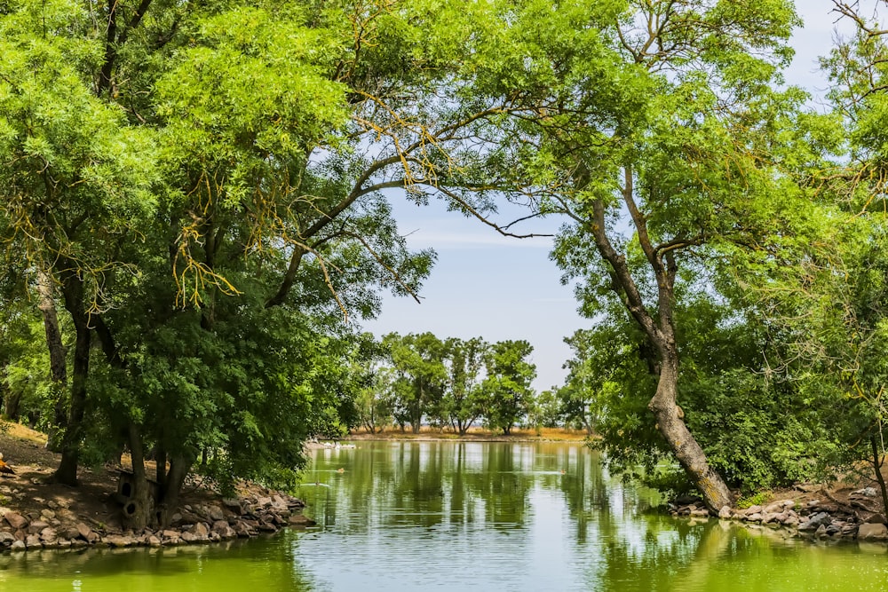 a body of water surrounded by trees and rocks