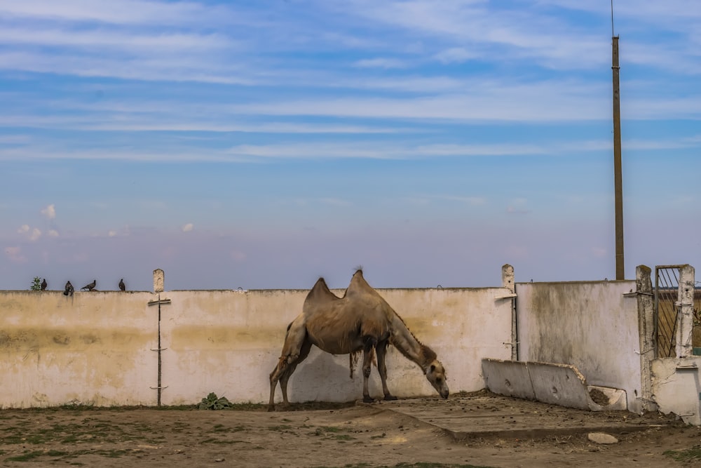 a camel standing next to a wall eating grass