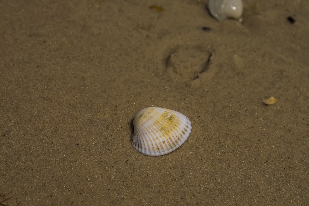 a sea shell on a sandy beach with footprints in the sand