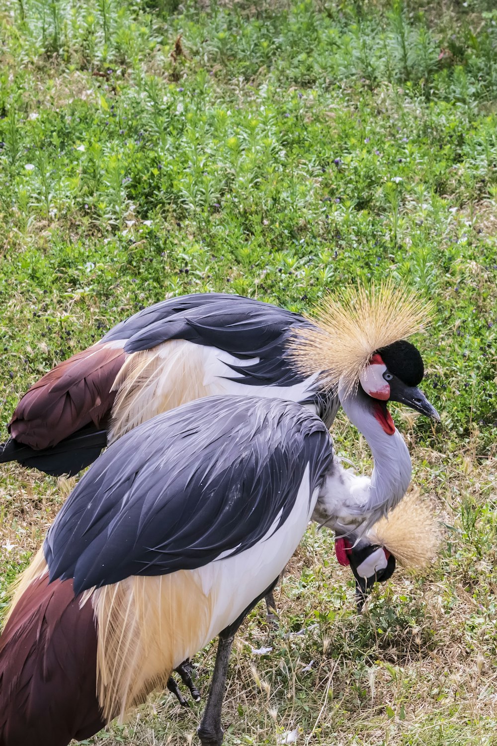 a couple of birds that are standing in the grass