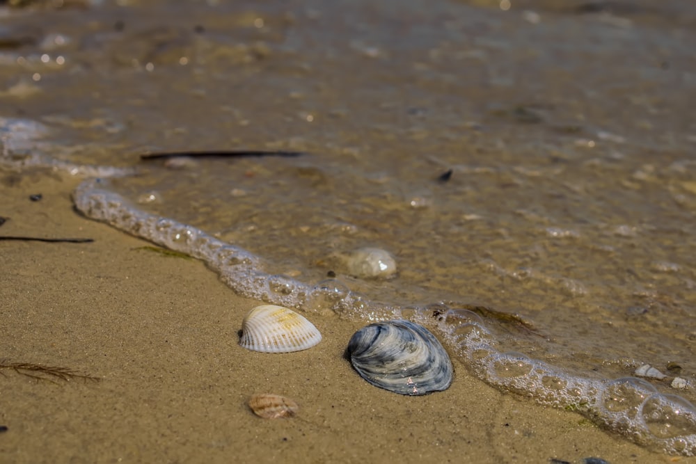 two seashells on the sand of a beach