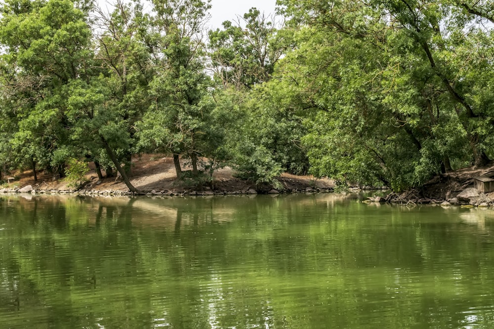 a body of water surrounded by trees and rocks