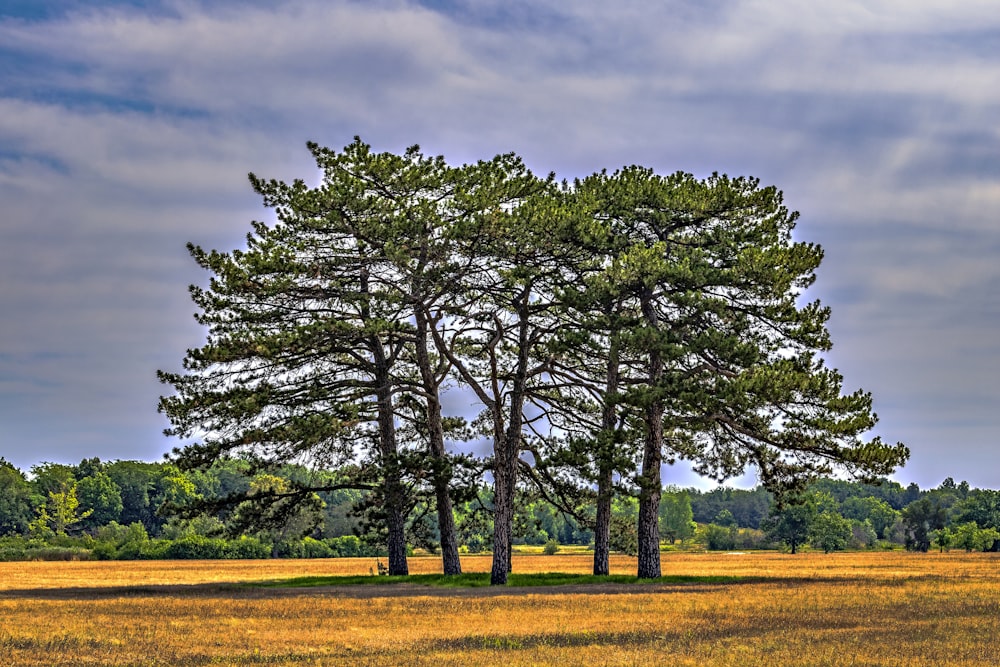 Drei Bäume auf einem Feld mit bewölktem Himmel