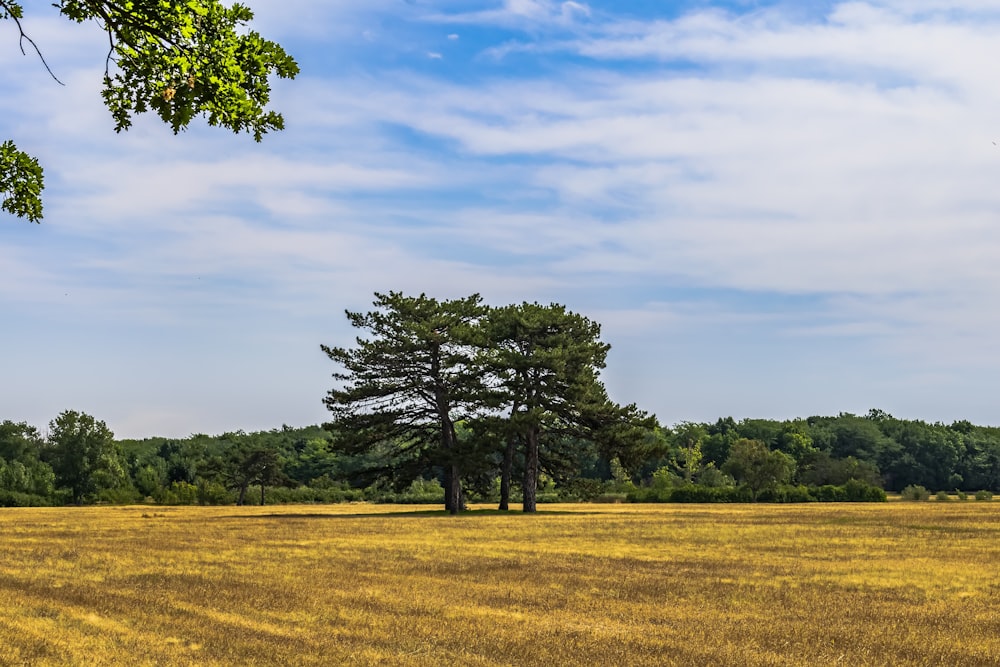 a field with trees and a blue sky in the background