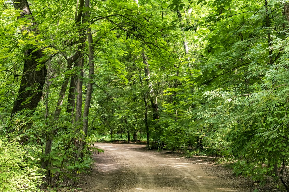 Ein Feldweg mitten im Wald