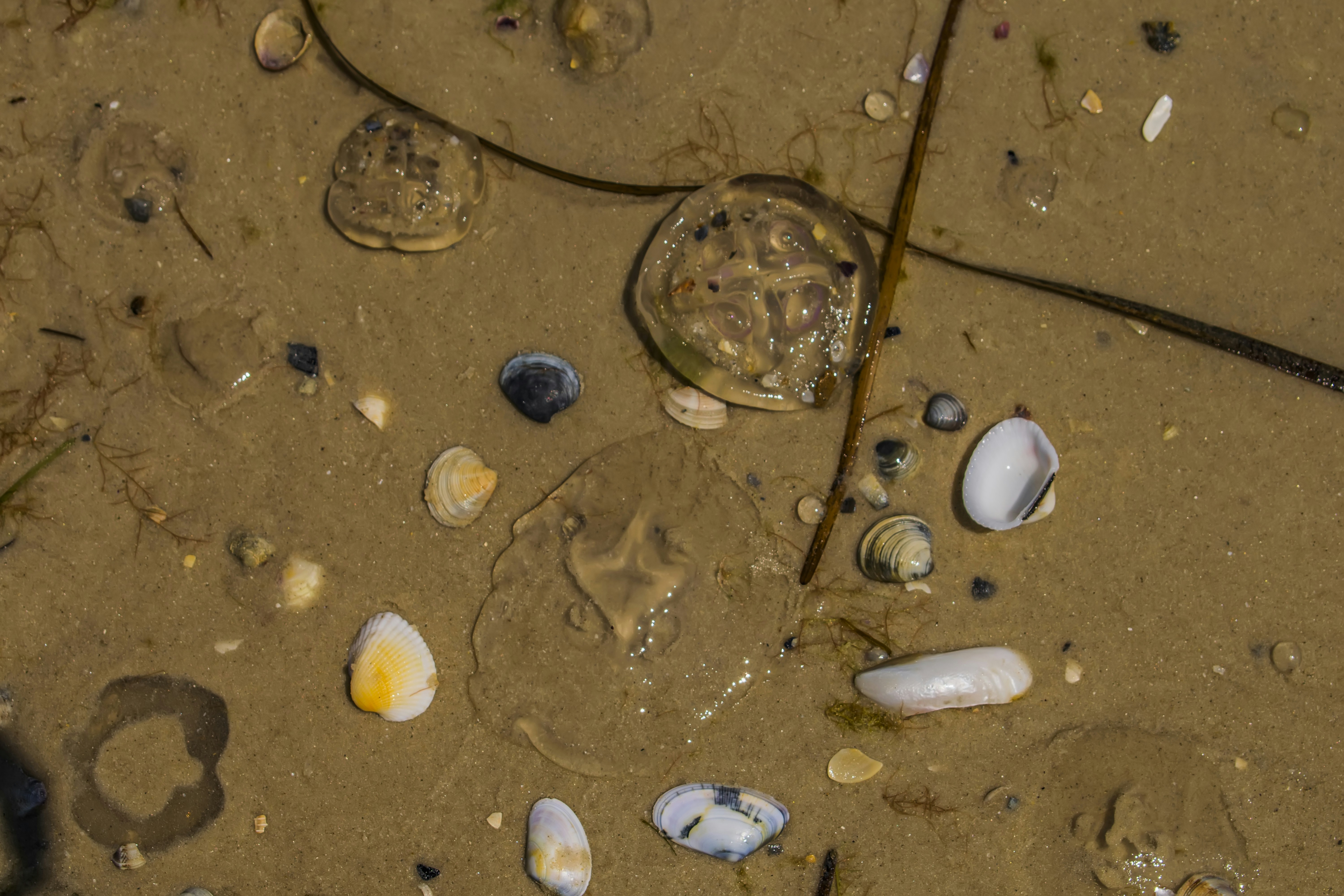different seabed types (sandy, rocky, muddy) to help with identification - swim dock anchor