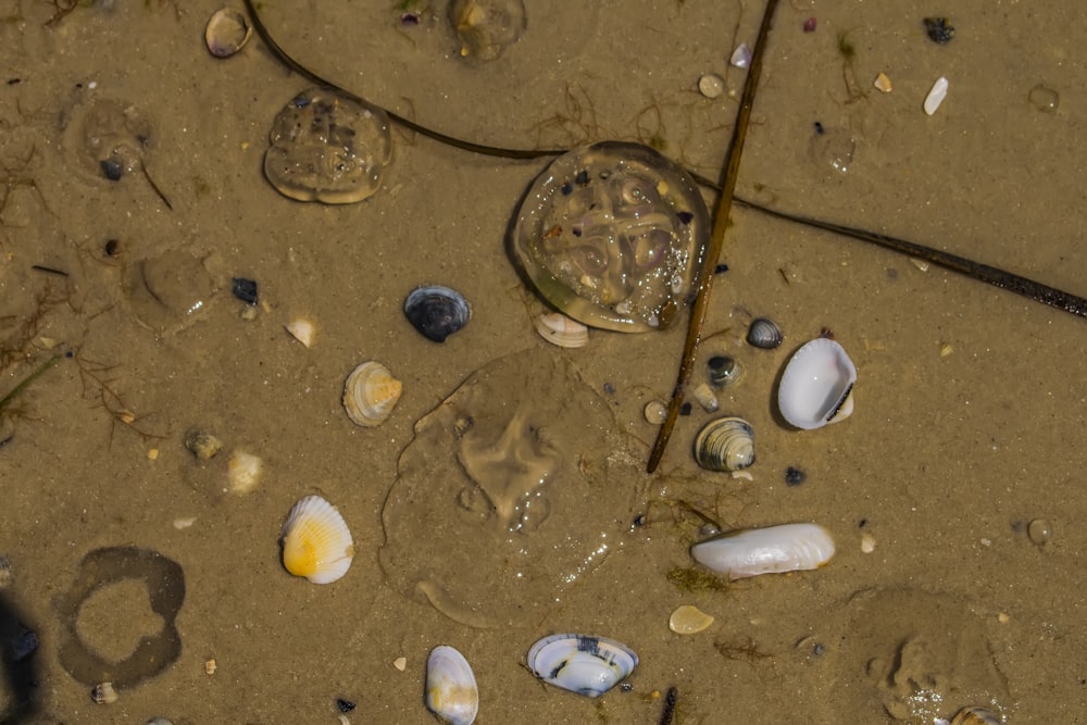 a close up of shells on a sandy beach