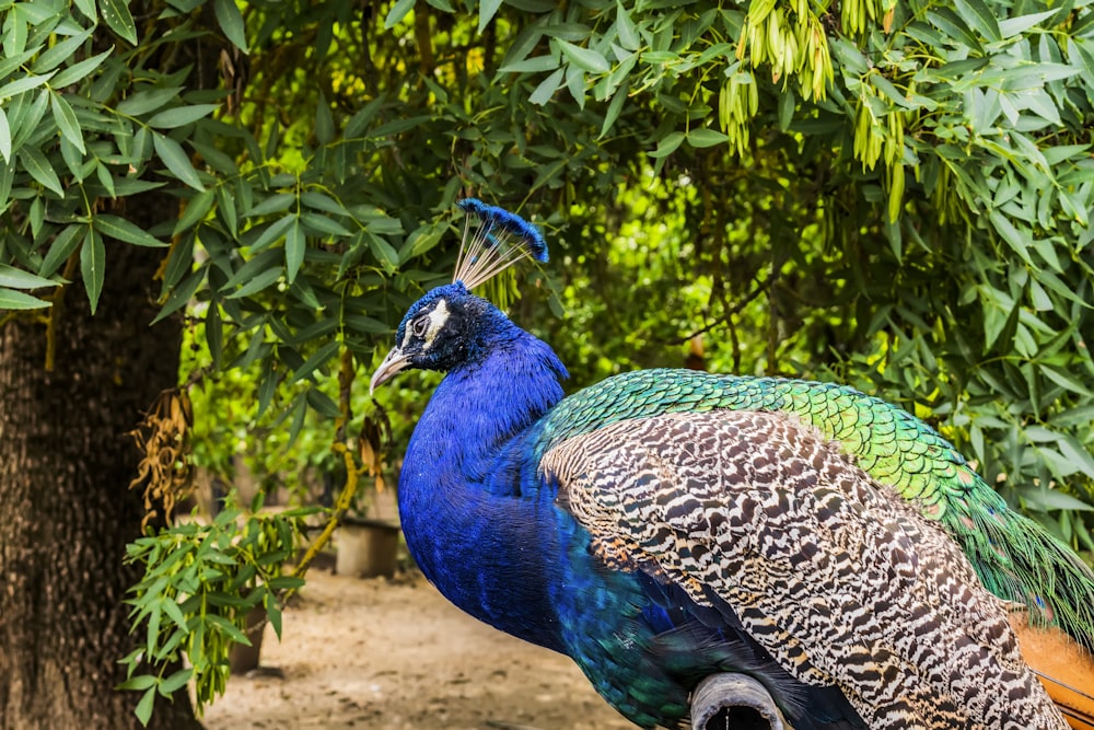 a peacock standing on top of a tree stump