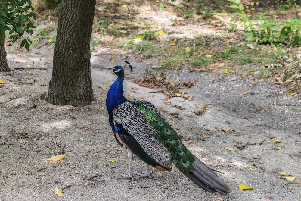 a peacock standing in the dirt near a tree