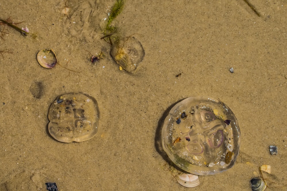 Une méduse dans le sable à côté d’une méduse