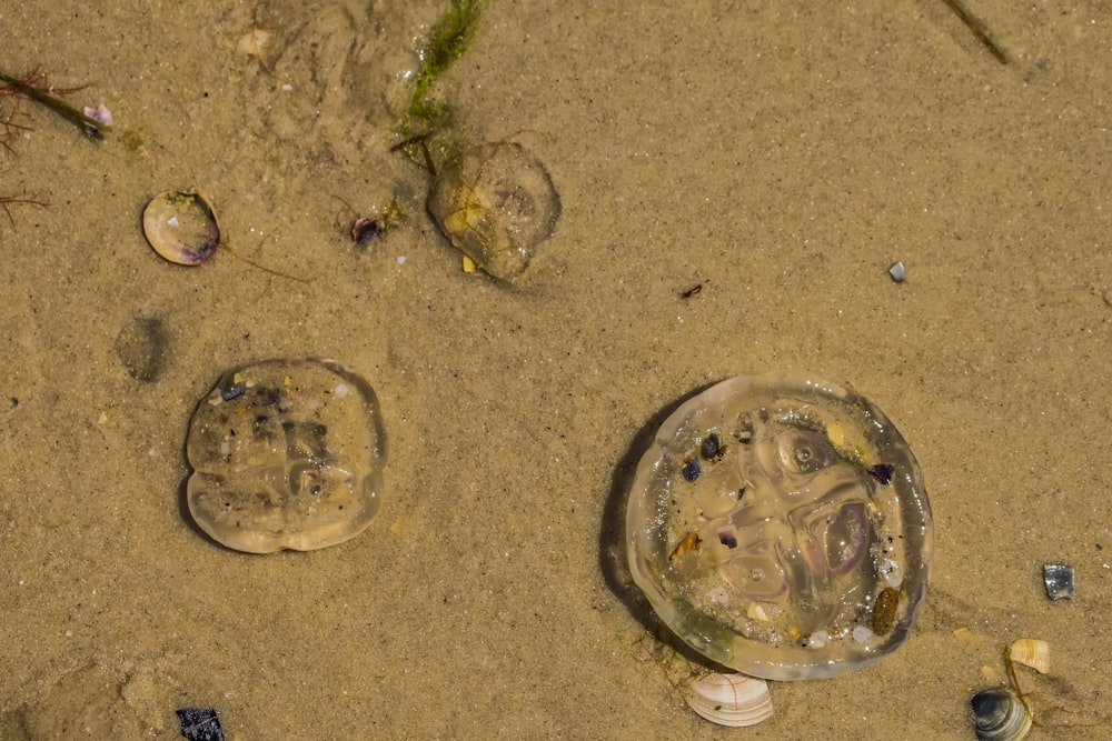 a jellyfish in the sand next to a jellyfish