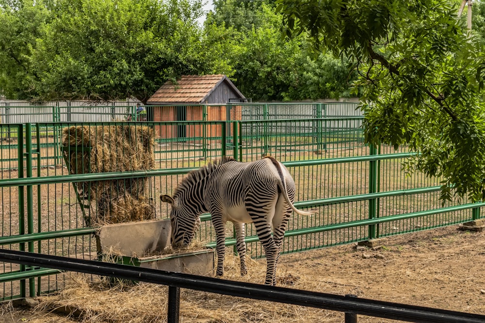 a zebra eating hay in a fenced in area
