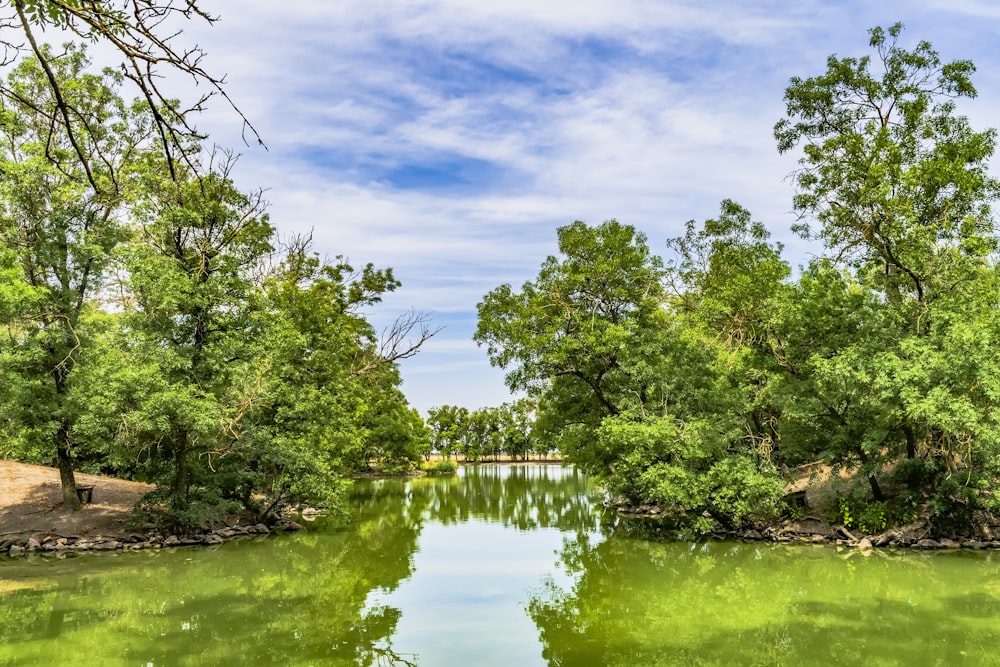 a body of water surrounded by lots of trees