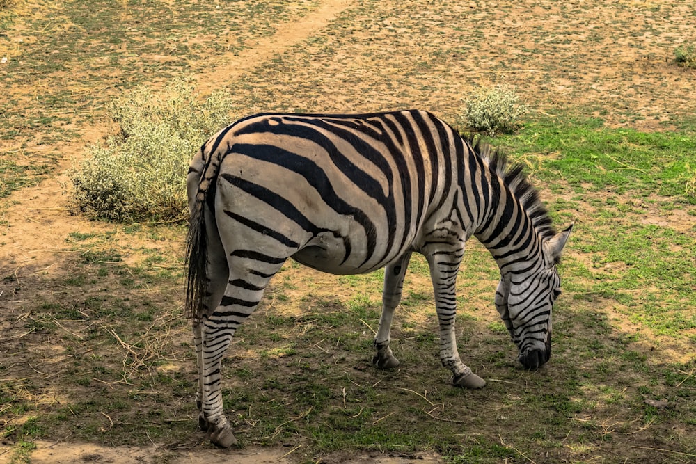 a zebra grazing on grass in a field
