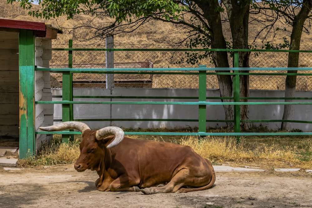 a brown cow laying on top of a dirt field