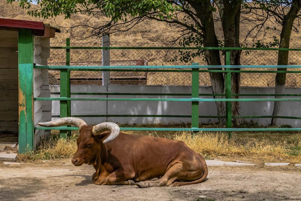 Una vaca marrón acostada en la parte superior de un campo de tierra