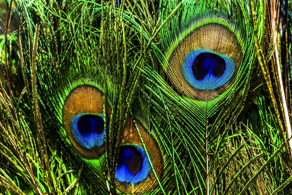 a close up of a peacock's tail feathers