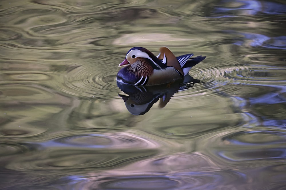 a duck floating on top of a body of water