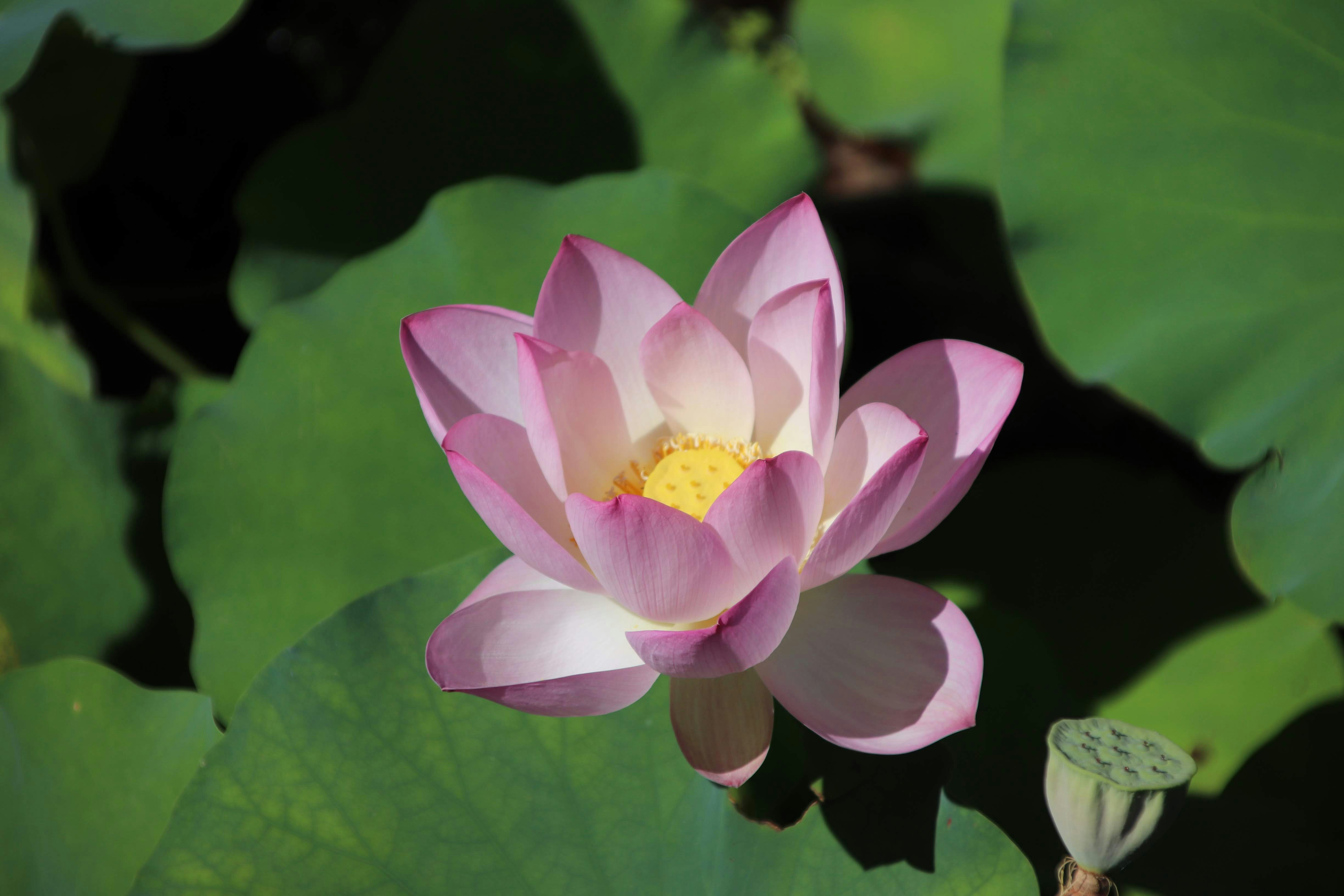 a pink lotus flower blooming in a pond