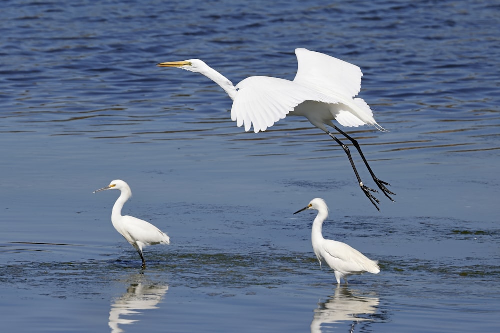 a couple of birds that are standing in the water