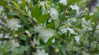 Elegant shot of vanilla flowers blooming in a lush green Madagascan plantation.