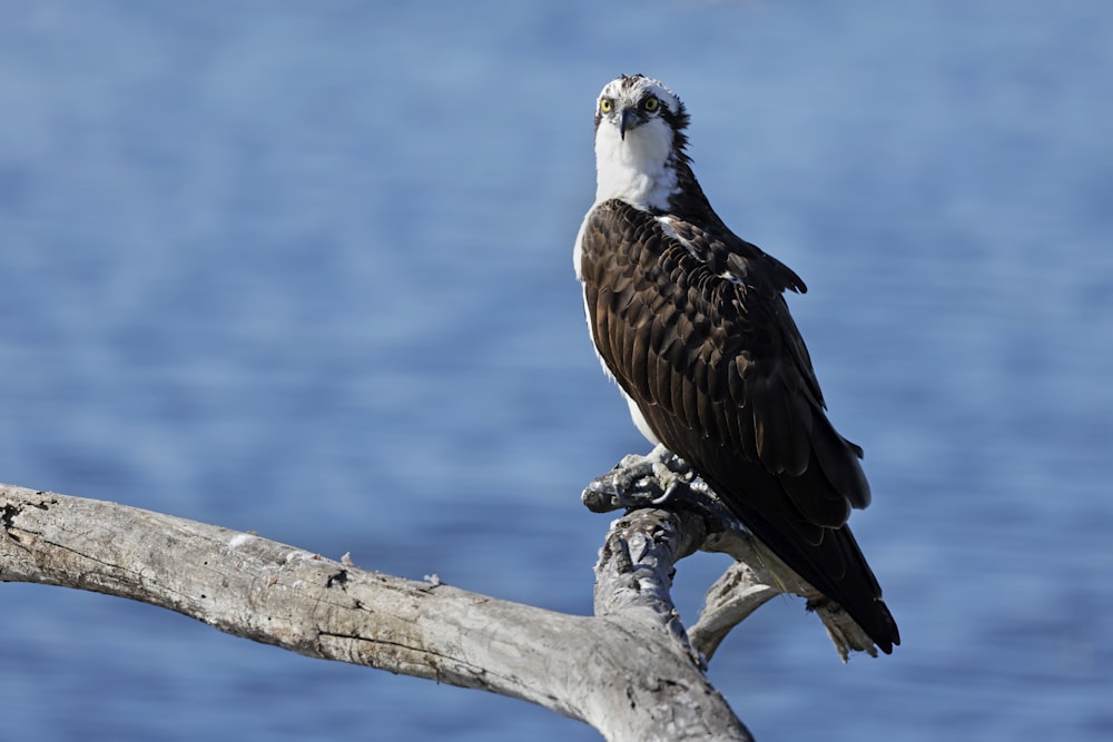 a bird sitting on top of a tree branch next to a body of water