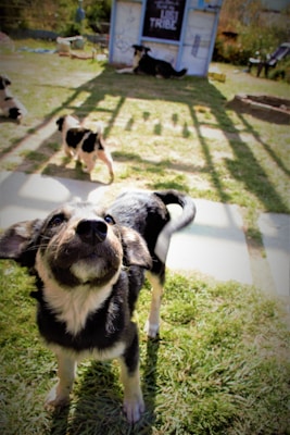 A playful puppy with black and white fur stands on a grassy lawn, face lifted toward the camera. In the background, there are several other puppies playing in an outdoor area near a small structure with the words 'Lit Tribe' visible on it. The surrounding environment is sunny and green.