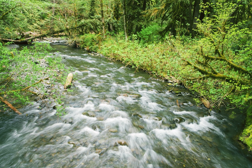 a river running through a lush green forest