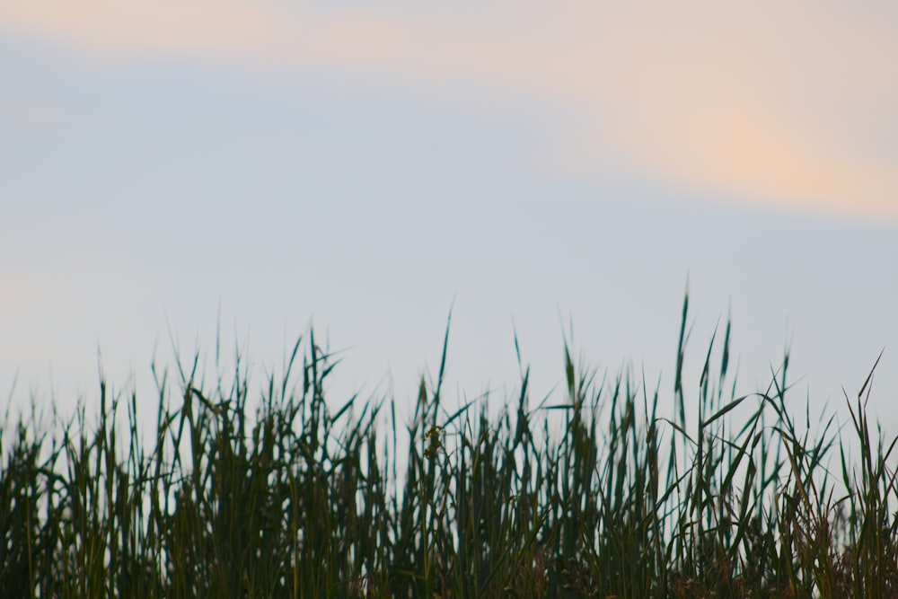 a blurry photo of tall grass against a blue sky