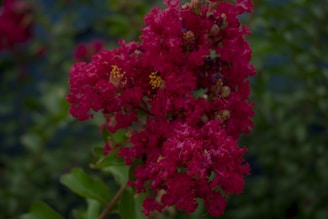 A cluster of vibrant pink flowers with delicate petals is set against a soft-focus background of green leaves. Some small yellow buds are visible amid the blooms, adding contrast to the intense pink color.