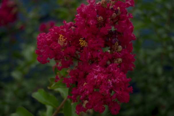 A cluster of vibrant pink flowers with delicate petals is set against a soft-focus background of green leaves. Some small yellow buds are visible amid the blooms, adding contrast to the intense pink color.