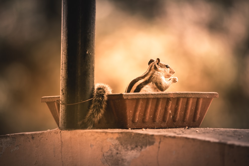 un piccolo scoiattolo seduto in un vaso di fiori