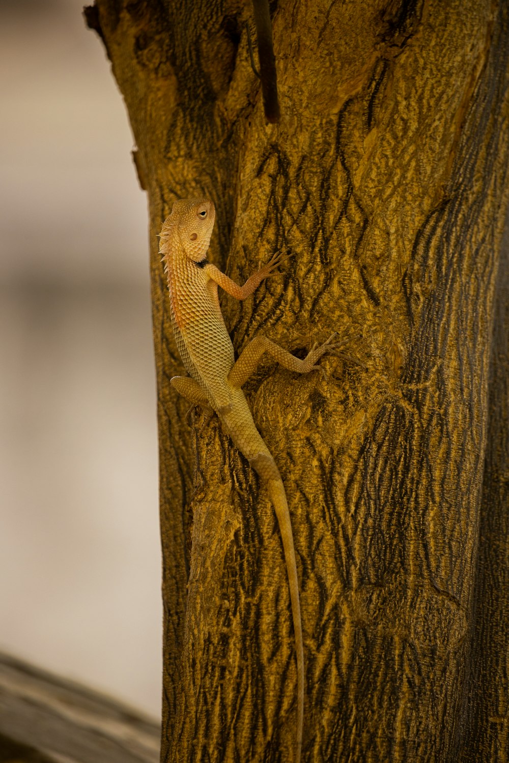 a lizard that is sitting on a tree