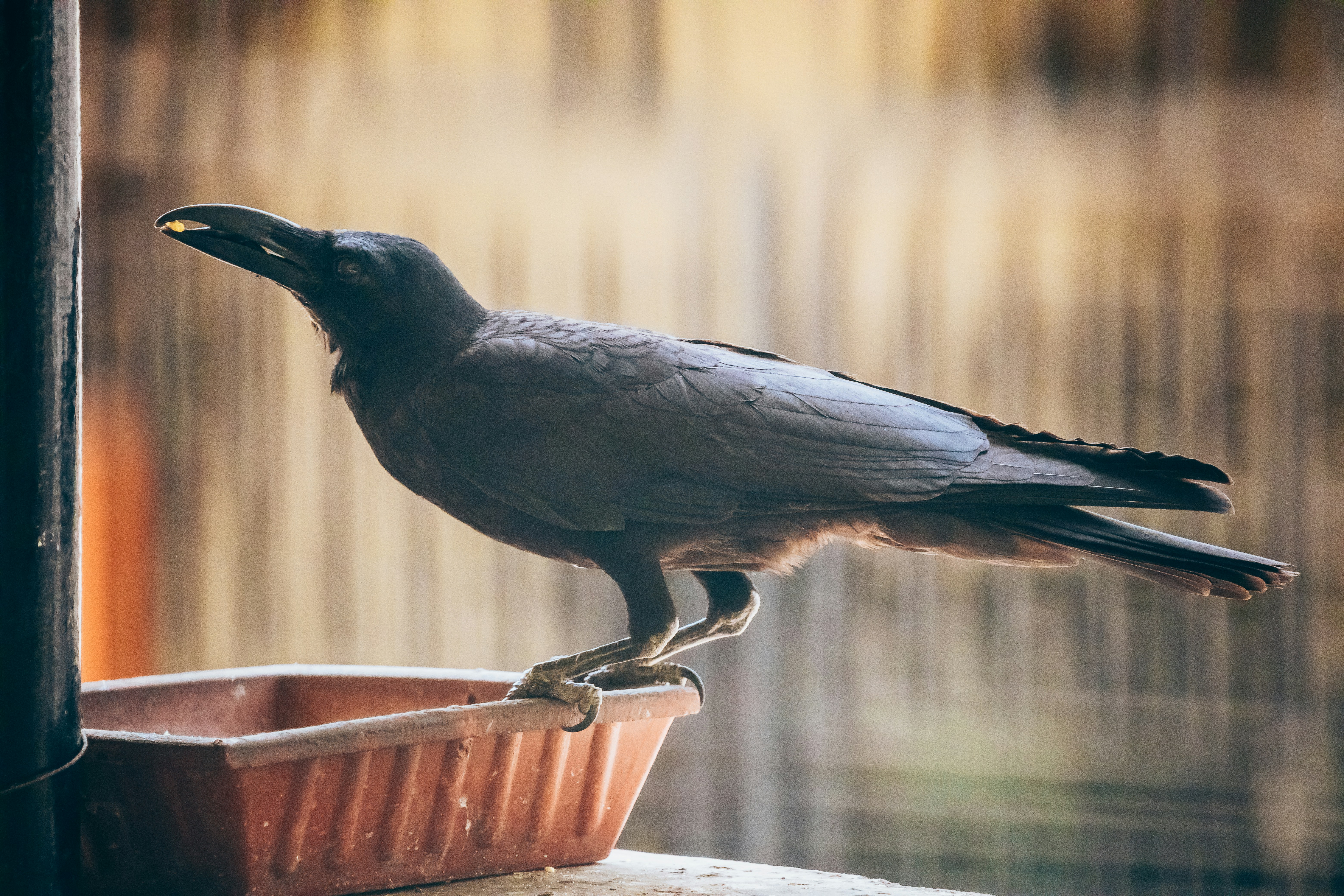 Photo by wildandbeyondbyvivek