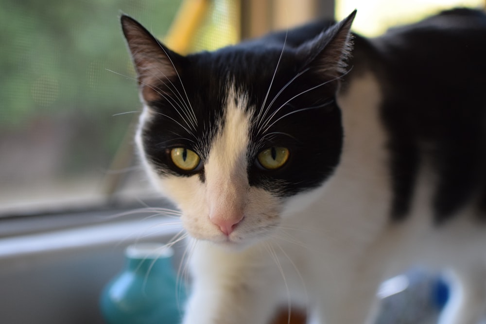 a black and white cat standing in a window sill