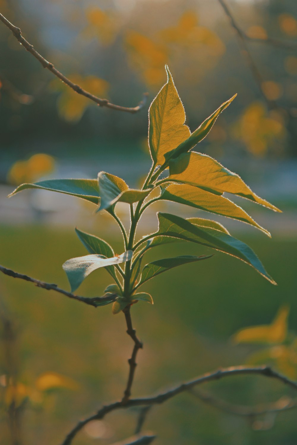 a small tree branch with leaves in the foreground