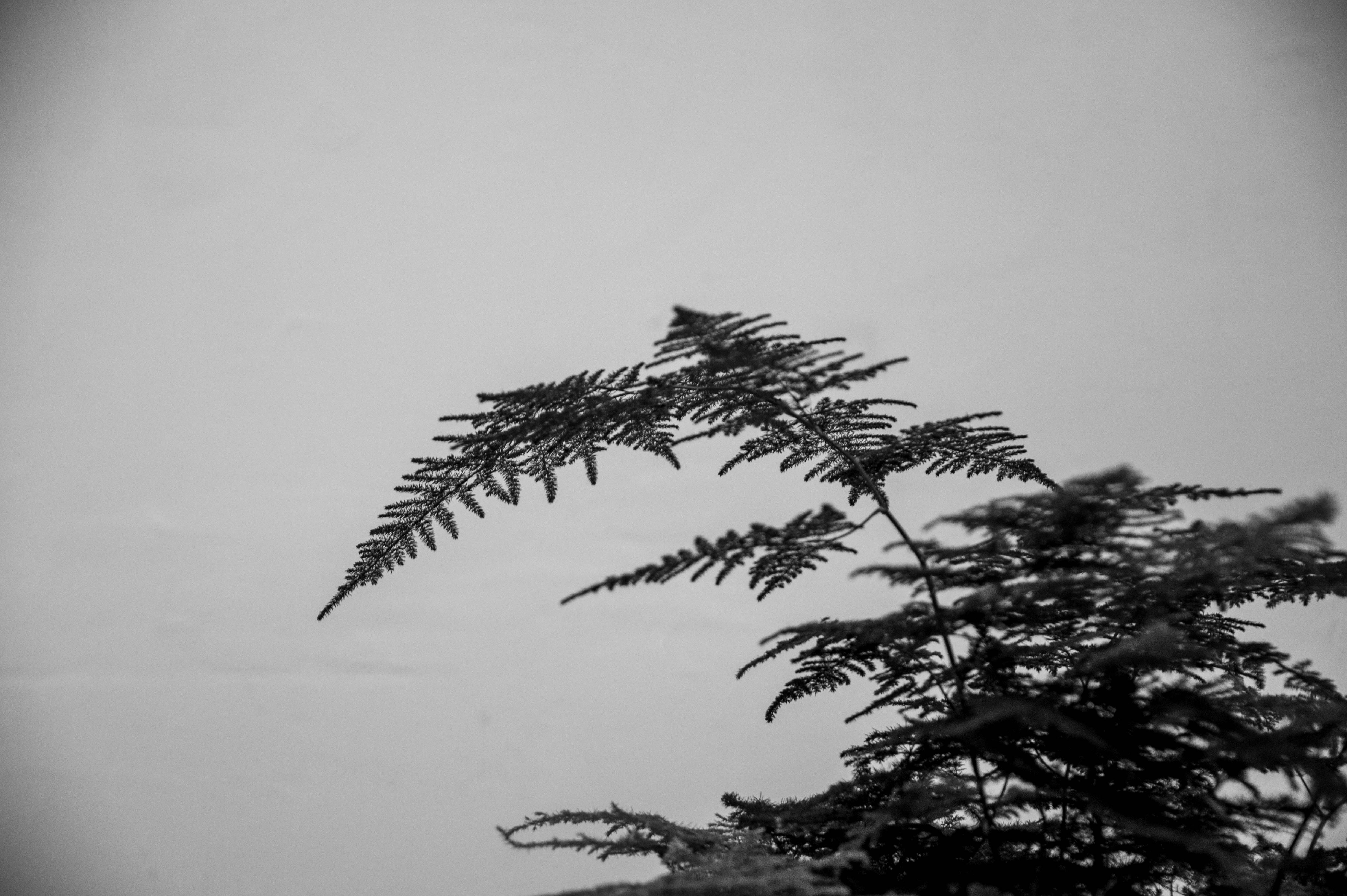 A indoor bamboo plant shot in black and white