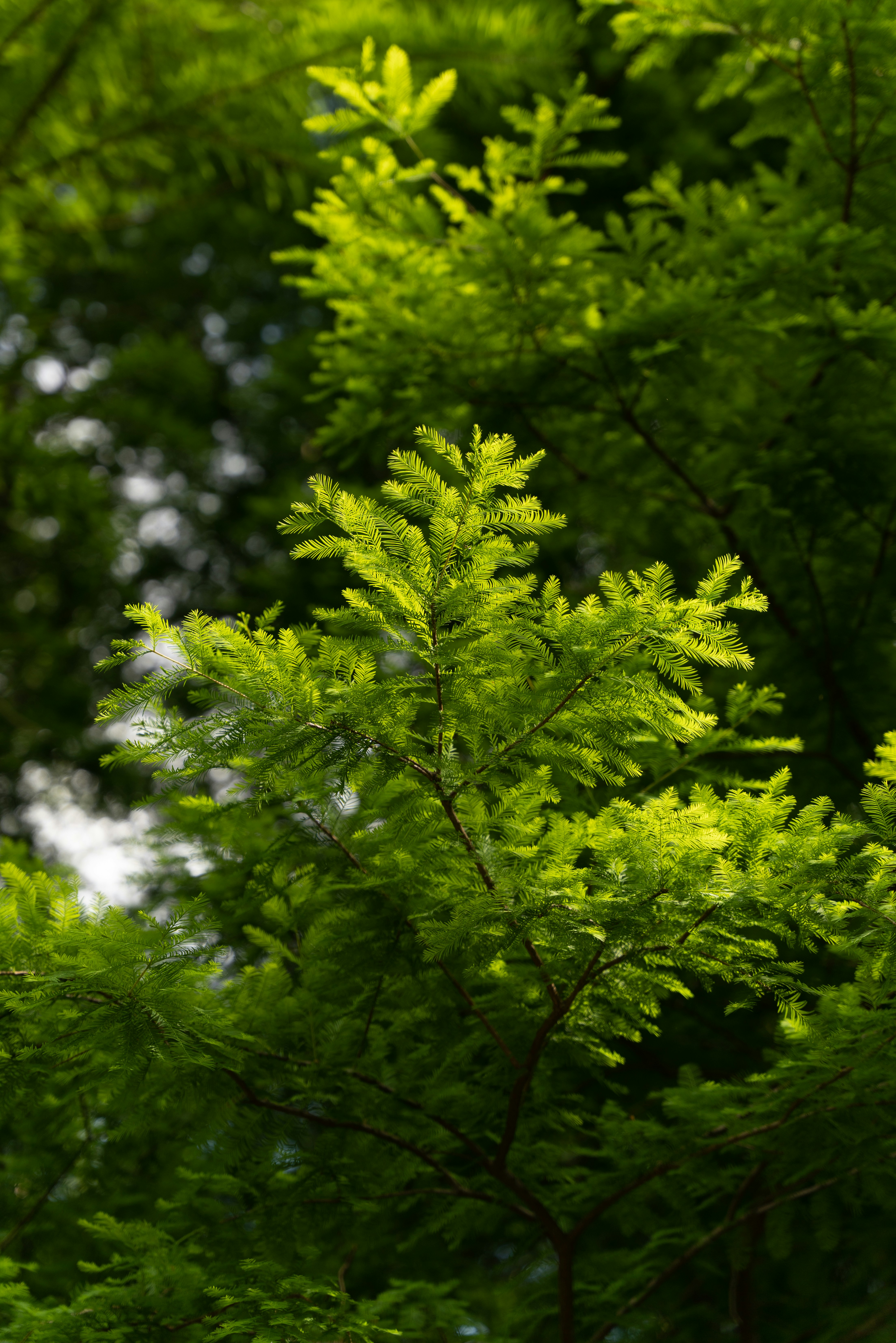 Photo by dongcheng