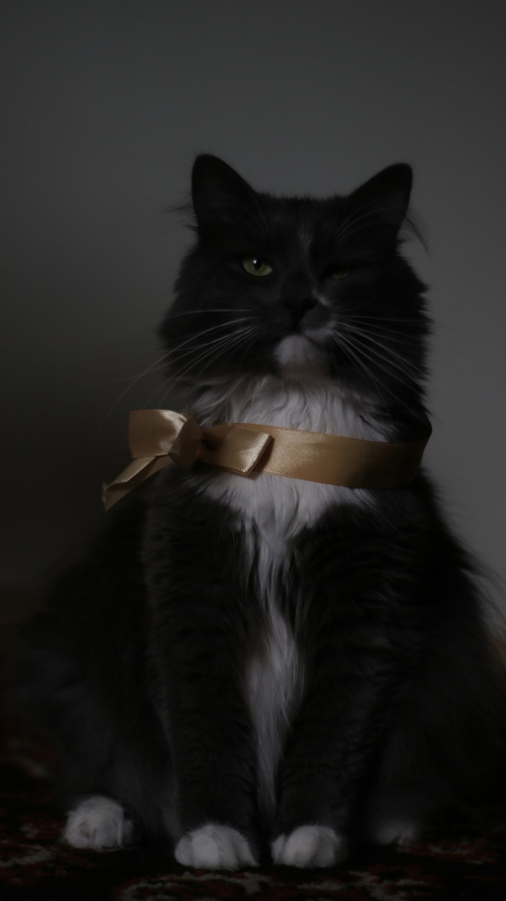 a black and white cat wearing a gold ribbon