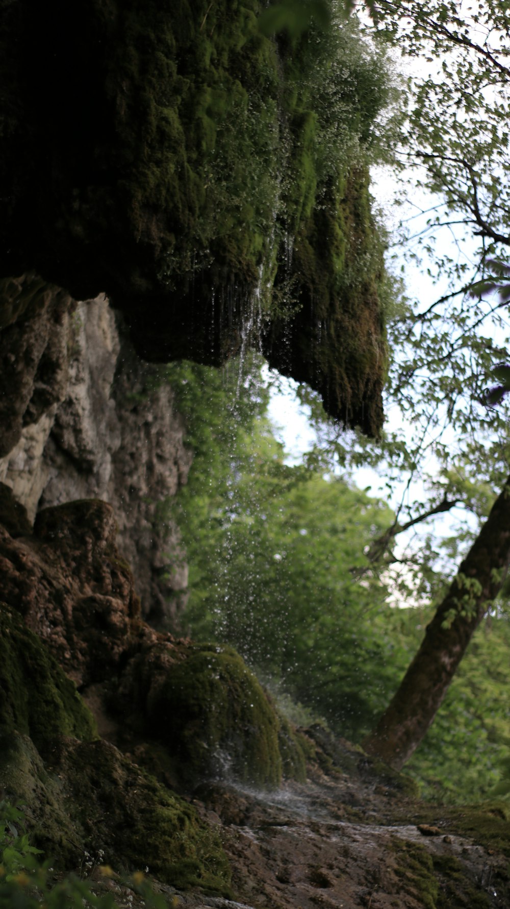 a man walking down a dirt path next to a lush green forest