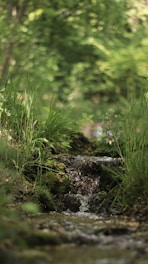 a stream running through a lush green forest
