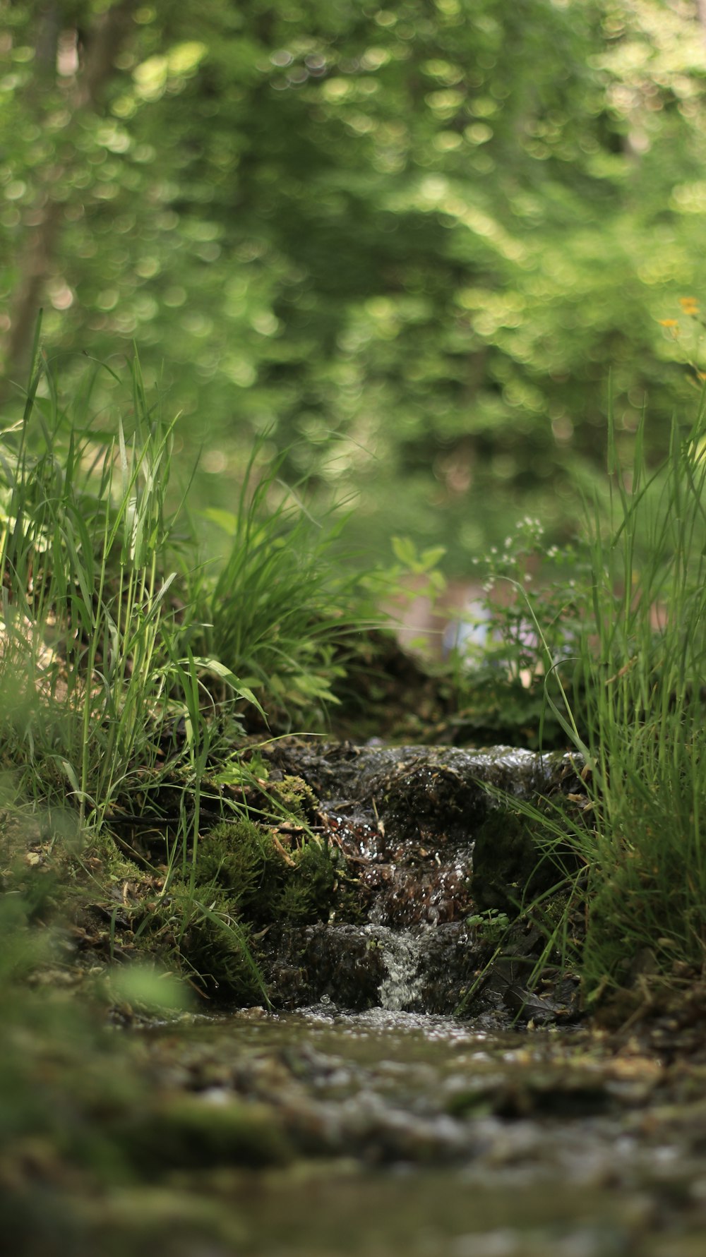 a stream running through a lush green forest