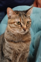 A focused cat responding to commands, sitting calmly on a colorful training mat.