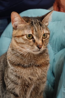 A focused cat responding to commands, sitting calmly on a colorful training mat.