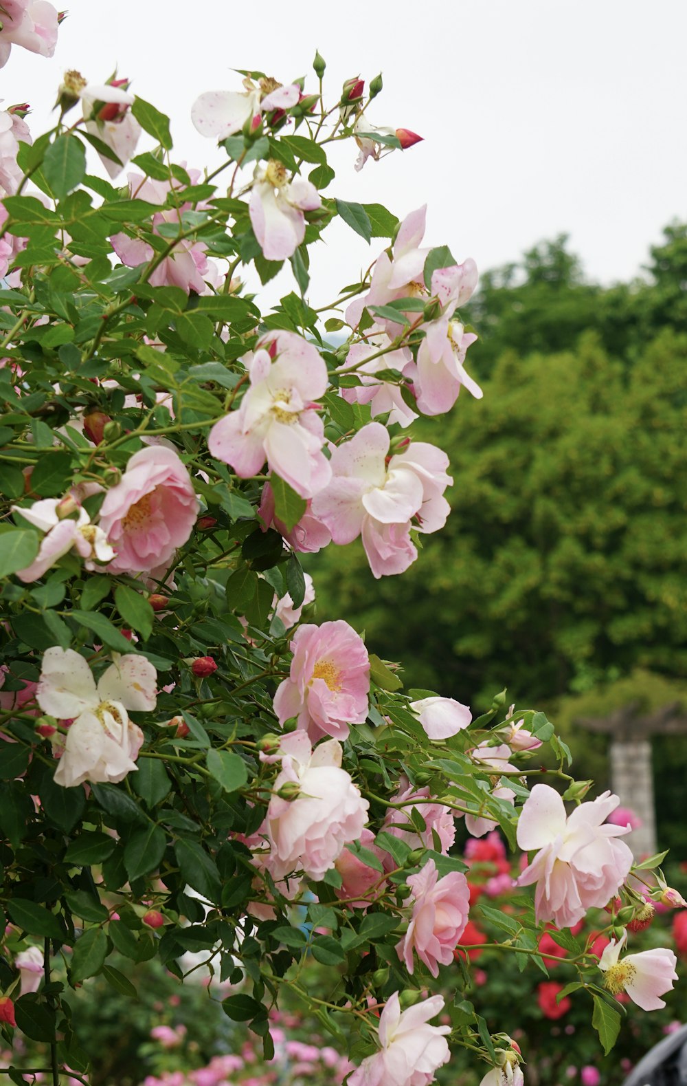 a bush of pink flowers with green leaves