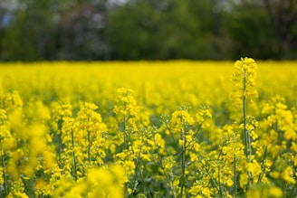 a field full of yellow flowers with trees in the background