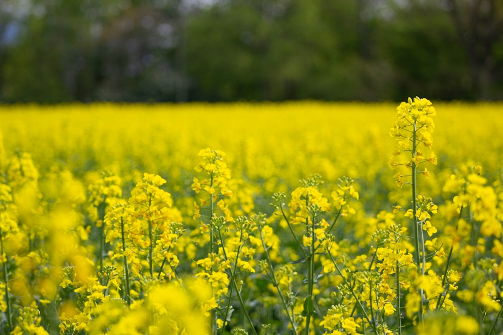 a field full of yellow flowers with trees in the background