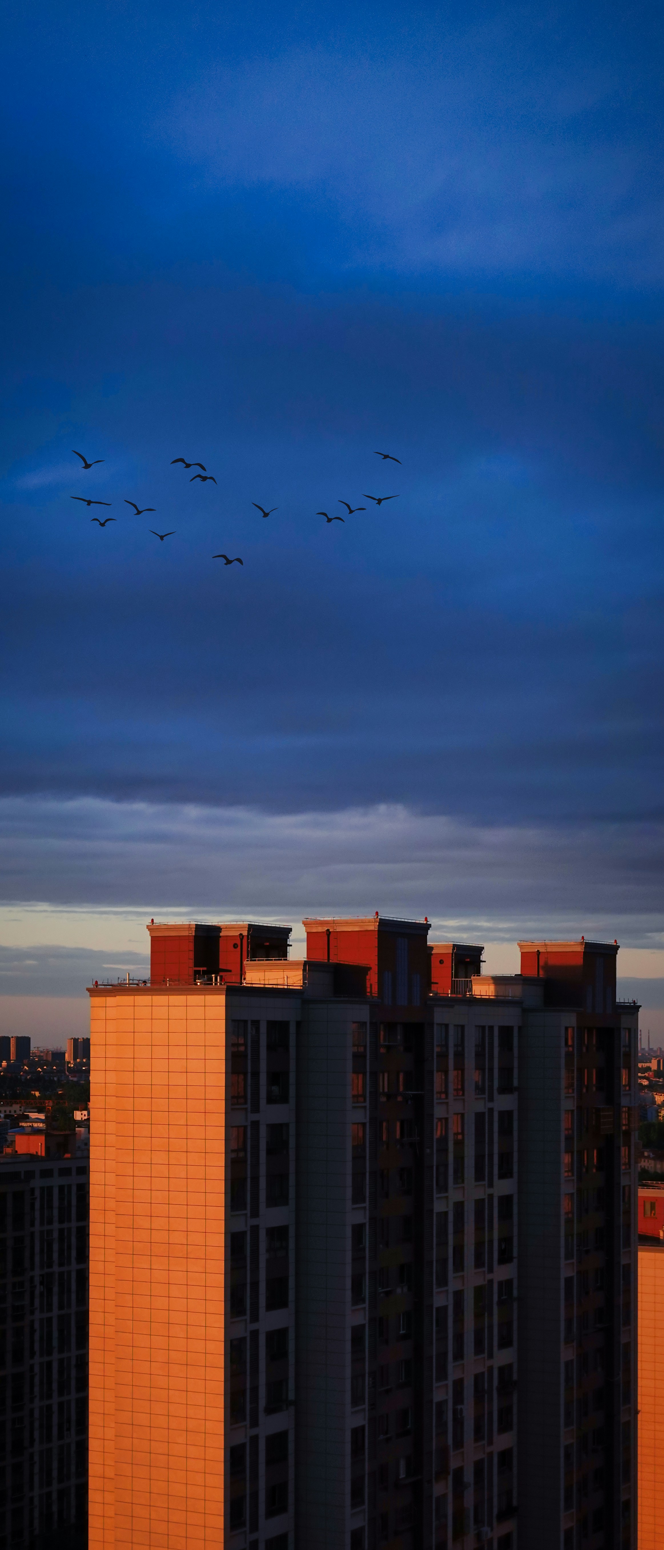A flock of birds flying over a tall building photo – Free Blue Image on ...