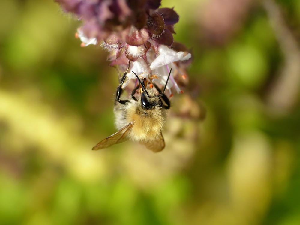 um close up de uma abelha em uma flor
