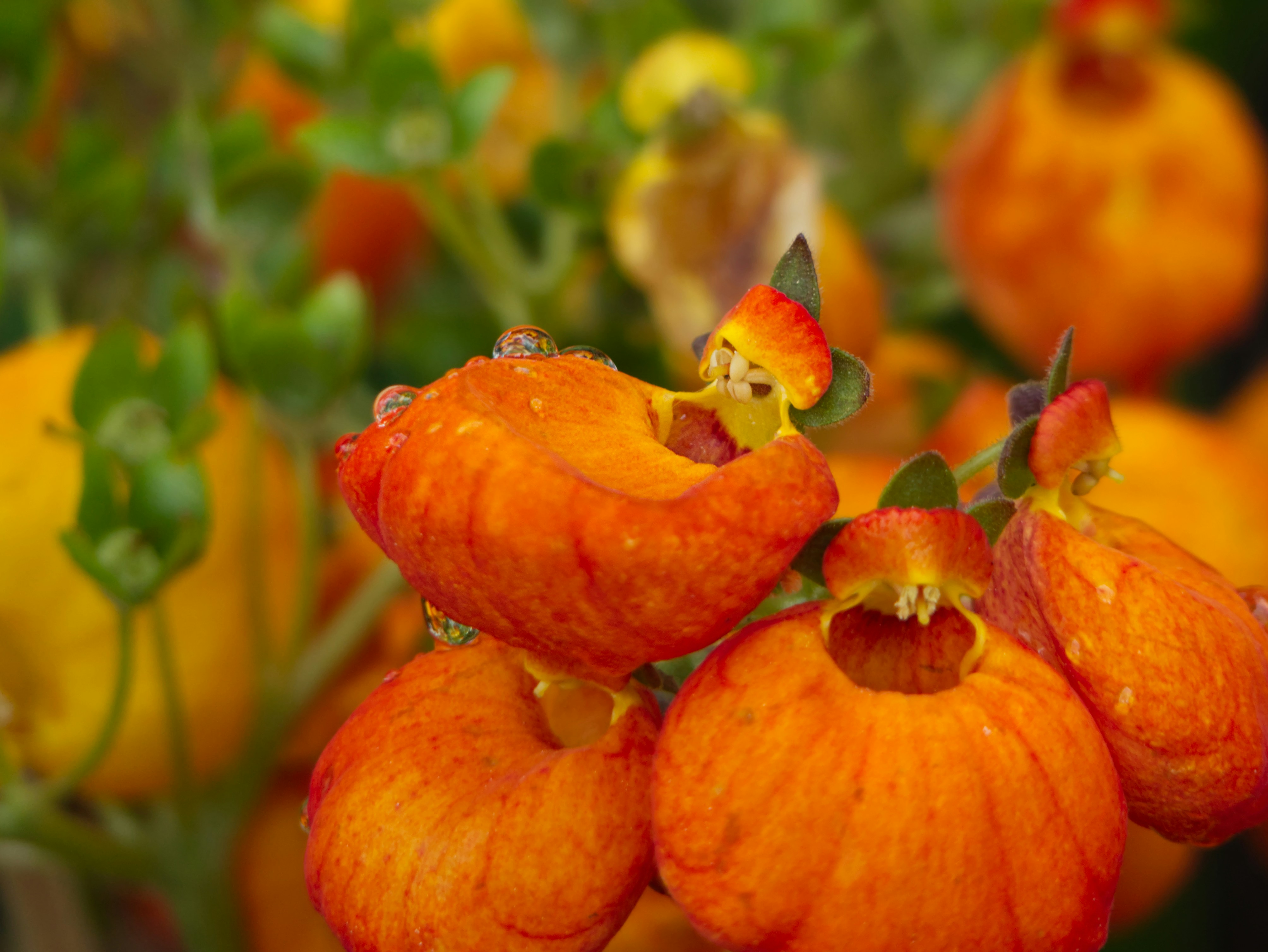 a close up of a bunch of orange flowers